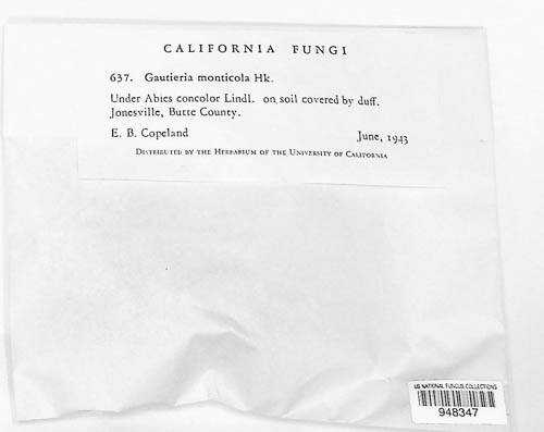 Gomphaceae image
